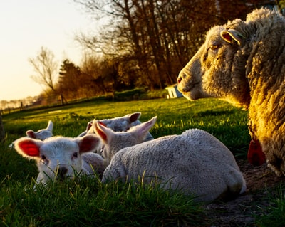 群绵羊躺在草地上
